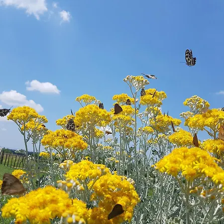 Camping Freedom Istria Pitches