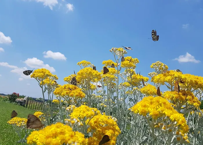 Camping Freedom Istria Pitches